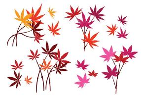 Set of Japanese Maple Leaves with Isolated on White Background vector