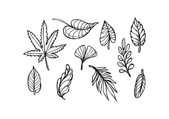 Leaf Sketch Icon Vector