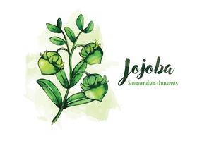 Jojoba Watercolor Illustration vector