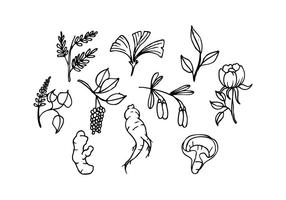 Free Herbs Icon Sketch Vector