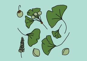 Hojas de Ginkgo vector