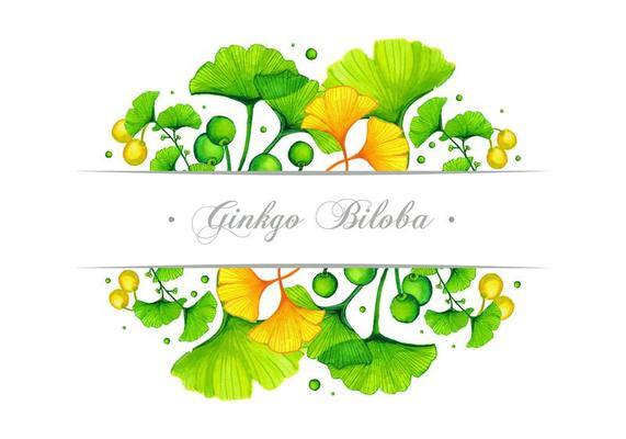 Ginkgo Banner Vector Design
