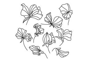 Black And White Sweet Pea Flowers vector