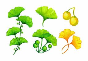 Watercolor Ginkgo Leaves vector