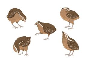 Illustration of brown quail vector