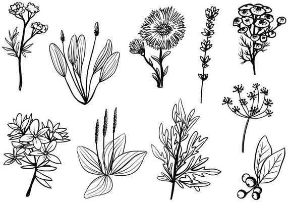 Medicinal Herbs Vector Art, Icons, and Graphics for Free Download