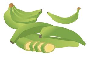 Fresh Green Plantain vector