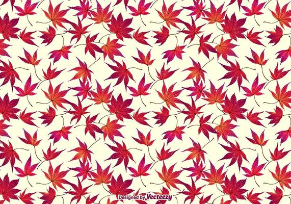 Autumn Japanese Maple Leaves Background