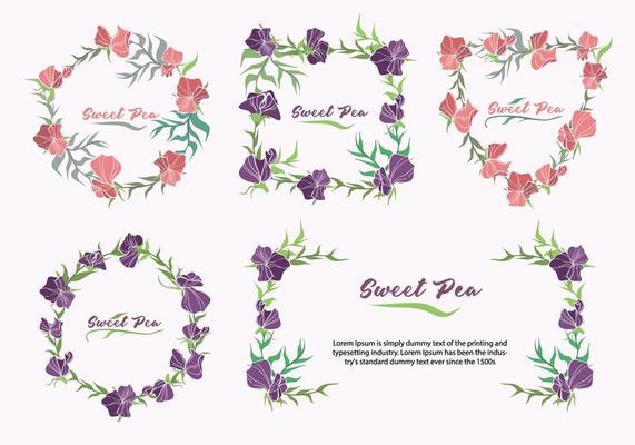 Sweet Pea Flower Frame Collection Vector Illustration