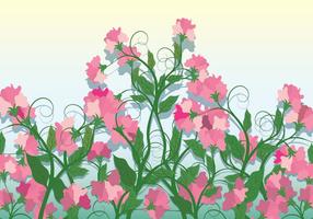 Sweet Pea Vector Background