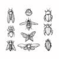 Free Sketch Insect Icon Vector