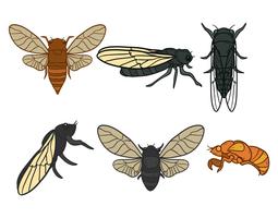 Cicada vector set
