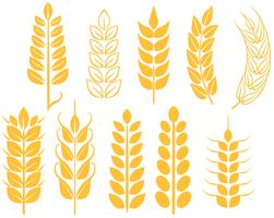 Free Wheat Vectors