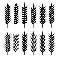 Wheat Ears Collection vector
