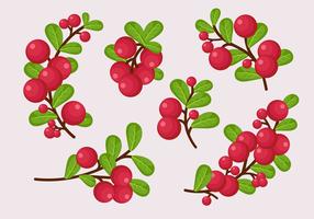 Cranberries Twig With Leaves vector