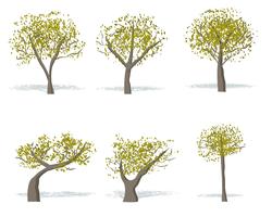 Vector de árbol de goma gratis