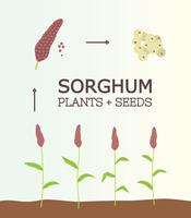Free Sorghum Plant Vector
