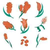 Free Flat Sorghum Vector