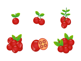 Realistic Red Cranberries Vector