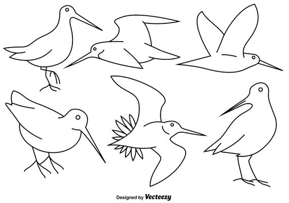 Vector Snipe Bird Line Icons