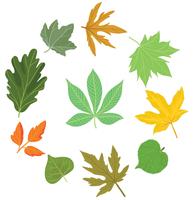 Free Various Leaves Vectors