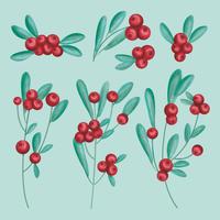 Vector Hand Drawn Cranberries