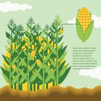 Corn Stalks In Corn Field vector