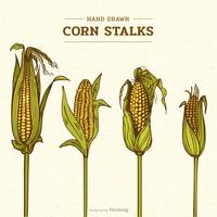 Colored Hand Drawn Corn Stalks Vector Illustration