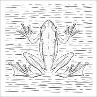 Free Hand Drawn Vector Frog Illustration