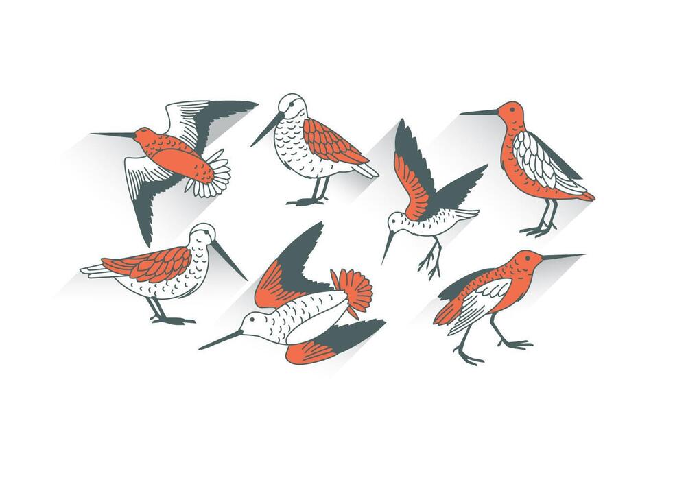 Snipe Vector Art, Icons, and Graphics for Free Download