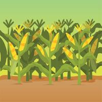 Corn Stalks Illustration vector