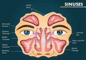 Sinuses Vector Design