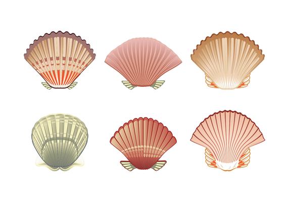 Set of Scallops shell Illustration Isolated on White Background