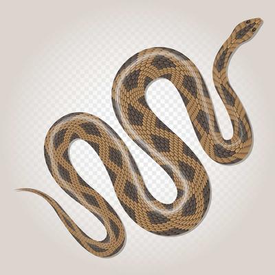 Brown Python Tropical Snake On Transparent Background Illustration