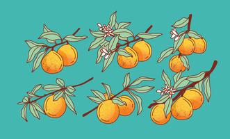 Peach Tree Vector