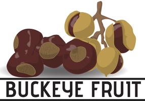 Dibujo animado de la fruta del castaño de Indias vector