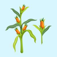 Corn Stalks Vector Illustration