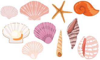 Free Seashells Vectors