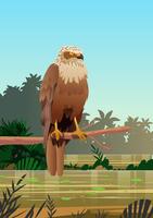 Marsh Harrier vector