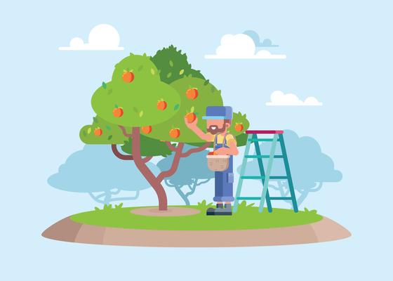 A Worker Picking Fresh Peach From Tree Illustration