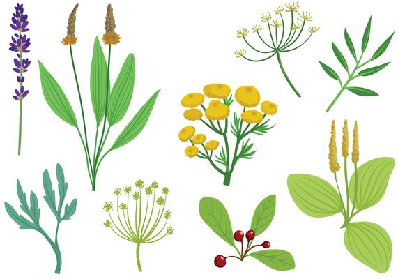 Download Herbs Icons 7 Free Herbs Icons Download Png Svg