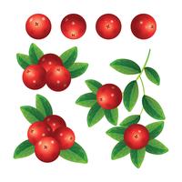 Cranberries Collection Set