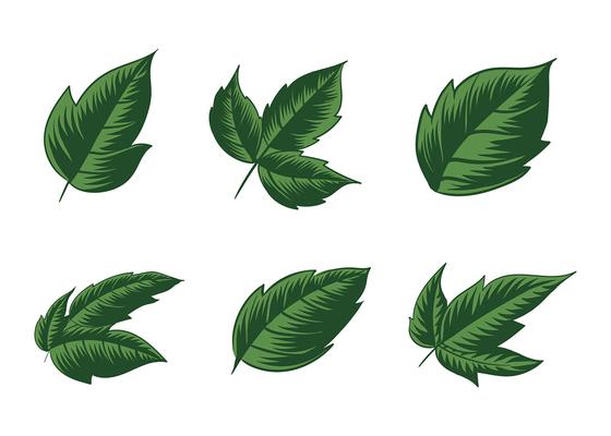 Poison Ivy Plant Free Vector