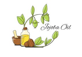 vector de hierbas de jojoba