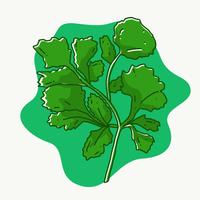 Ilustración de vector de Cilantro