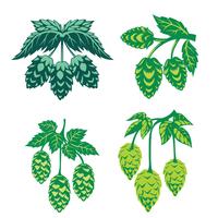 Green Hop Plant, Sketch Style Vector Illustration Isolated on White Background. Ripe Green Hop Cones, Beer Brewing Ingredient