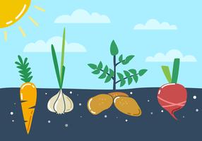 Outstanding Vegetable Garden Vectors