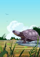 Swamp Turtles vector