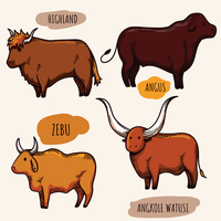 Cattle Vectors