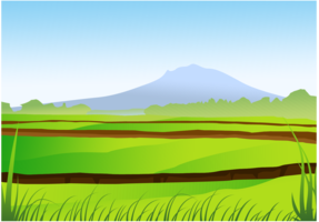 Rice Field Vector